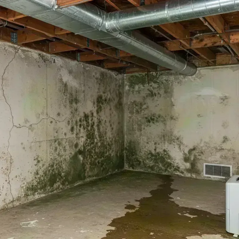 Professional Mold Removal in Machias, ME